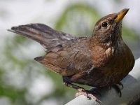 Amsel w-02